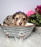 Aria, a female Yorkshire Terrier for sale in Tampa, FL – Photo 3 of 9