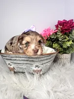 Aria, a female Yorkshire Terrier for sale in Tampa, FL – Photo 5 of 9