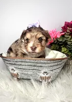 Aria, a female Yorkshire Terrier for sale in Tampa, FL – Photo 8 of 9