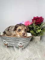 Aria, a female Yorkshire Terrier for sale in Tampa, FL – Photo 4 of 9