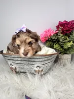 Aria, a female Yorkshire Terrier for sale in Tampa, FL – Photo 2 of 9