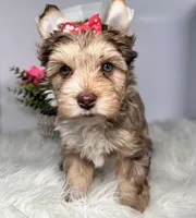 Aria, a female Yorkshire Terrier for sale in Tampa, FL – Photo 1 of 7