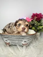 Aria, a female Yorkshire Terrier for sale in Tampa, FL – Photo 7 of 9