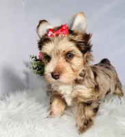 Aria, a female Yorkshire Terrier for sale in Tampa, FL – Photo 7 of 7
