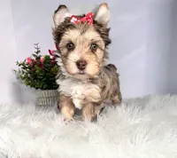 Aria, a female Yorkshire Terrier for sale in Tampa, FL – Photo 6 of 7