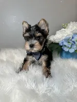 Yuta, a male Yorkshire Terrier for sale in Tampa, FL – 3 of 8