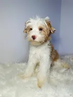 Gus, a male Yorkshire Terrier for sale in Tampa, FL – Photo 1 of 6