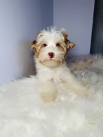 Gus, a male Yorkshire Terrier for sale in Tampa, FL – Photo 5 of 6