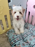 Gus, a male Yorkshire Terrier for sale in Tampa, FL – Photo 3 of 6