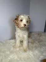 Gus, a male Yorkshire Terrier for sale in Tampa, FL – Photo 4 of 6