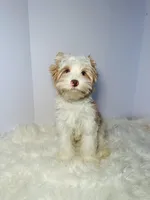 Gus, a male Yorkshire Terrier for sale in Tampa, FL – Photo 6 of 6