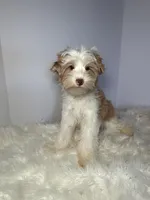 Gus, a male Yorkshire Terrier for sale in Tampa, FL – Photo 2 of 6