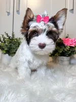 Cora, a female Yorkshire Terrier for sale in Tampa, FL – 5 of 9