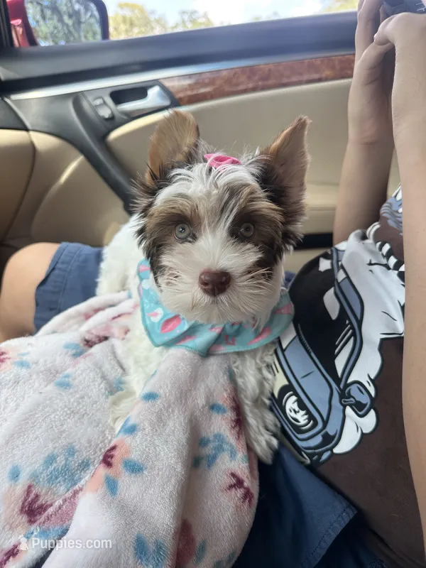 Cora – Yorkshire Terrier puppy for sale in Tampa, FL