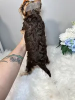 Rika, a female Yorkshire Terrier for sale in Tampa, FL – 3 of 9