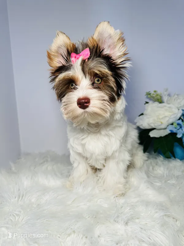Cora – Yorkshire Terrier puppy for sale in Tampa, FL