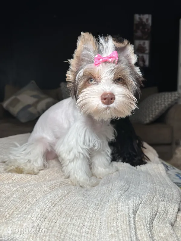 Cora – Yorkshire Terrier puppy for sale in Tampa, FL