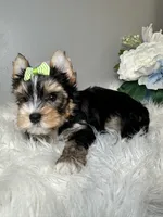 Maki, a female Yorkshire Terrier for sale in Tampa, FL – 4 of 6