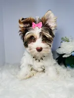 Cora, a female Yorkshire Terrier for sale in Tampa, FL – 6 of 6
