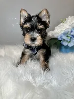 Yuta, a male Yorkshire Terrier for sale in Tampa, FL – 4 of 8