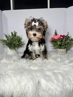 Maki, a female Yorkshire Terrier for sale in Tampa, FL – 5 of 8