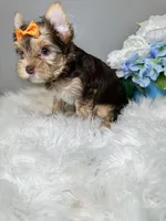 Rika, a female Yorkshire Terrier for sale in Tampa, FL – 2 of 9