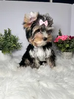 Maki, a female Yorkshire Terrier for sale in Tampa, FL – 6 of 8