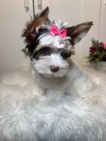 Cora, a female Yorkshire Terrier for sale in Tampa, FL – 3 of 9