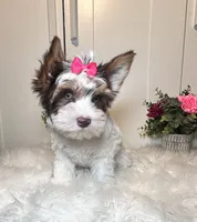 Cora, a female Yorkshire Terrier for sale in Tampa, FL – 7 of 9