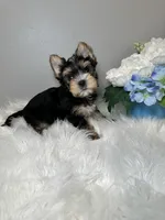 Yuta, a male Yorkshire Terrier for sale in Tampa, FL – 6 of 8