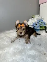 Rika, a female Yorkshire Terrier for sale in Tampa, FL – 6 of 9