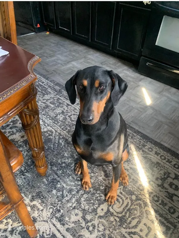 Demi – Doberman Pinscher puppy for sale in Oshkosh, WI