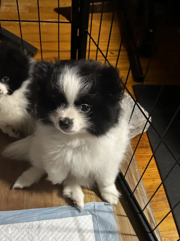 Girl 2 – Pomeranian puppy for sale in Somerville, AL