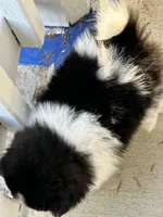1, a female Pomeranian for sale in Somerville, AL – 5 of 6