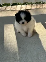 2, a female Pomeranian for sale in Somerville, AL – 4 of 6