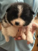 1, a female Pomeranian for sale in Somerville, AL – 2 of 6