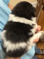 1, a female Pomeranian for sale in Somerville, AL – 4 of 6