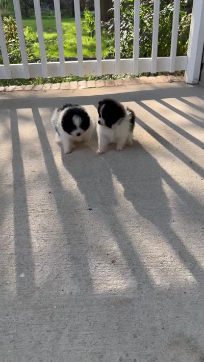 2, a female Pomeranian for sale in Somerville, AL – 6 of 6