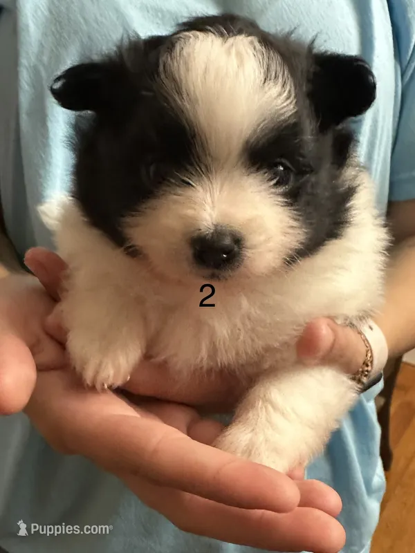 2 – Pomeranian puppy for sale in Somerville, AL