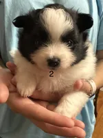 2, a female Pomeranian for sale in Somerville, AL – 1 of 6