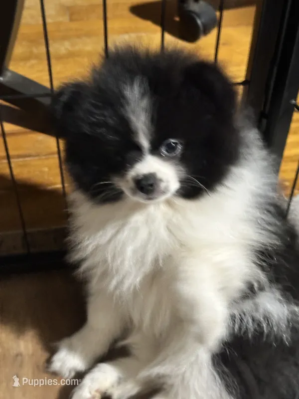 Girl 1 – Pomeranian puppy for sale in Somerville, AL