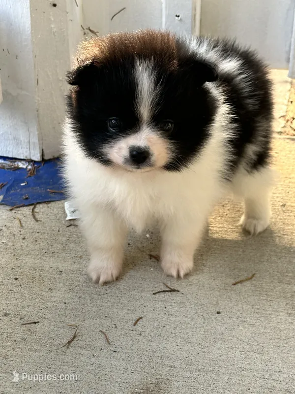 1 – Pomeranian puppy for sale in Somerville, AL