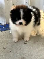 1, a female Pomeranian for sale in Somerville, AL – 1 of 6
