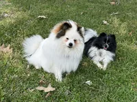 2, a female Pomeranian for sale in Somerville, AL – 3 of 6