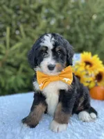 processed/75906167-5e05-4ae5-b94f-3c49535e2df9/facility/a8b83bc9-7e36-456a-ae81-2624b9e9e776