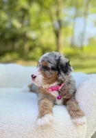 Maggie, a female Miniature Bernedoodle for sale in Dover, OH – 9 of 10