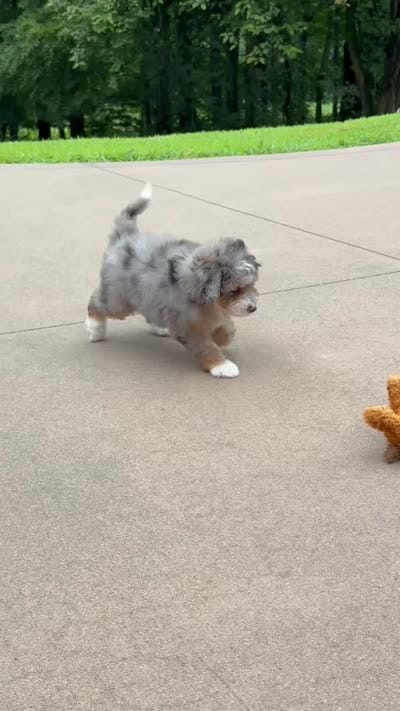 Teddy, a male Miniature Bernedoodle for sale in Dover, OH – 9 of 9