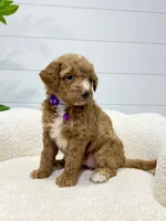 Daisy  💖, a female Miniature Goldendoodle for sale in Dover, OH – 7 of 10