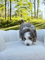 Jackson, a male Miniature Bernedoodle for sale in Dover, OH – 8 of 10