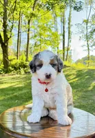 Enzo, a male Miniature Bernedoodle for sale in Dover, OH – 3 of 10